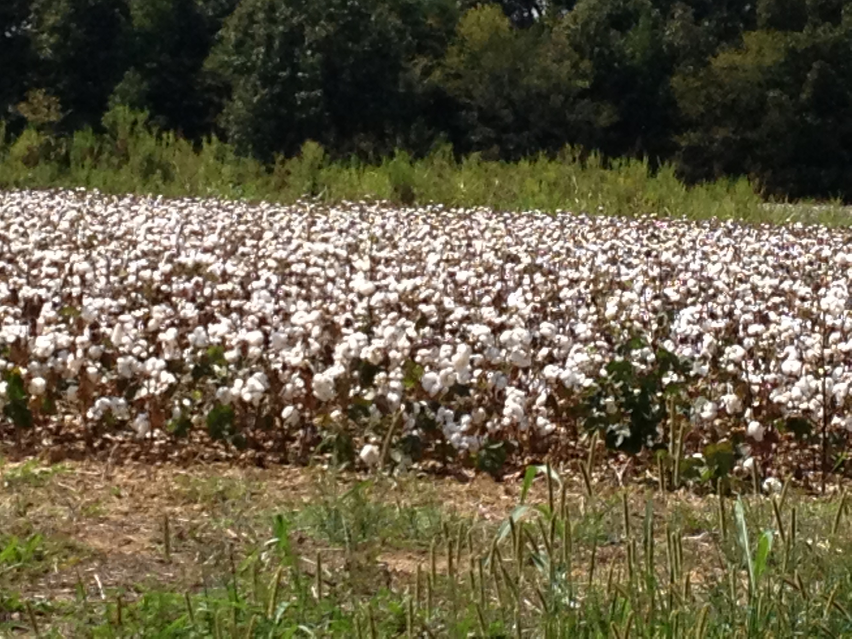 The Cotton Bolls are in Full Bloom